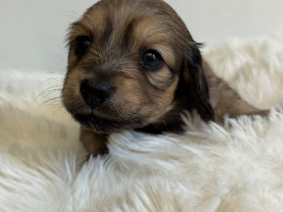 Miniature Dachshund – Heatley