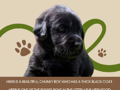 Dogs – Muswellbrook