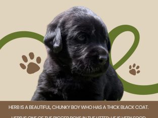 Dogs – Muswellbrook