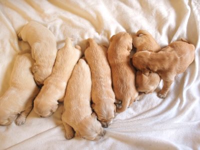 Golden Retriever – Wattle Grove