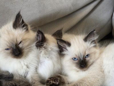 Ragdoll – Clyde North