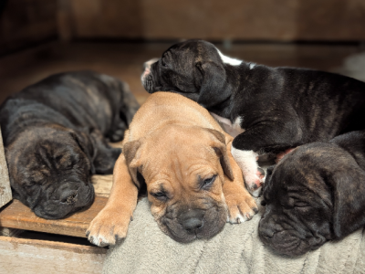 Bullmastiff – Stratton