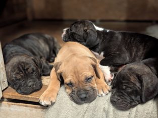 Bullmastiff – Stratton