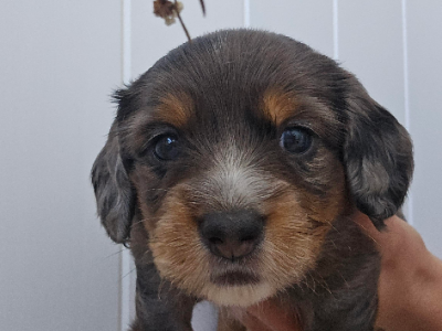 Dachshund – Mermaid Beach