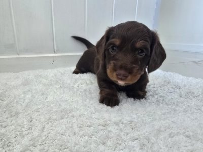 Dachshund – Mermaid Beach