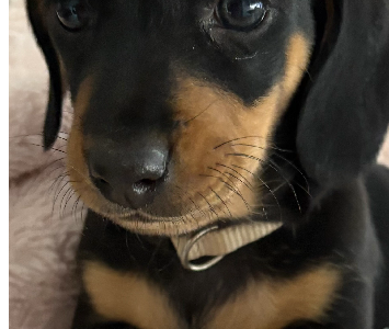 Dachshund – Narre Warren South