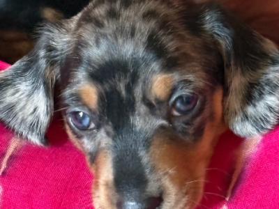 Dachshund – Narre Warren South