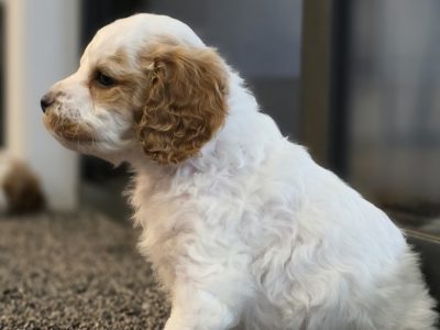 Cavoodle – Bathurst