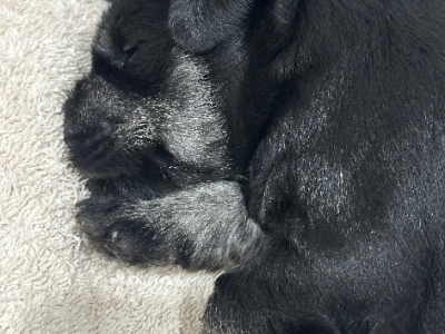 Dogs – Antoinette Goosen