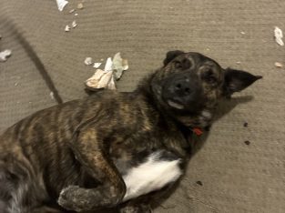 Kelpie – Meadow Springs