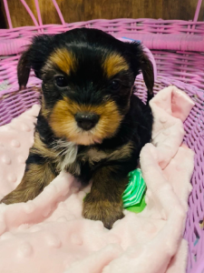 Yorkshire Terrier – Moama