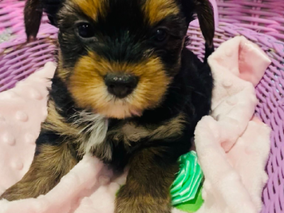 Yorkshire Terrier – Moama