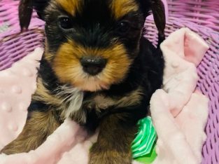 Yorkshire Terrier – Moama