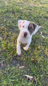 Neapolitan Mastiff – Westminster