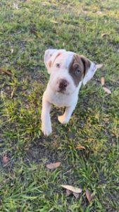 Neapolitan Mastiff – Westminster