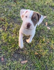Neapolitan Mastiff – Westminster