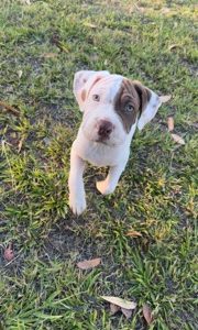 Neapolitan Mastiff – Westminster