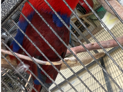 Parrots – Murray Bridge