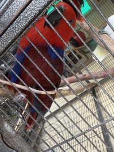 Parrots – Murray Bridge