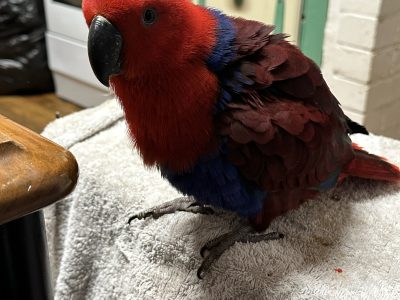 Parrots – Murray Bridge