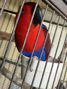 Parrots – Murray Bridge