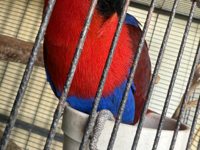 Parrots – Murray Bridge