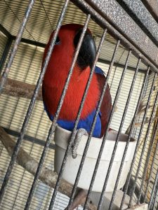 Parrots – Murray Bridge