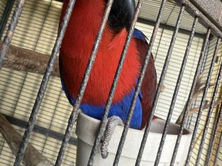 Parrots – Murray Bridge