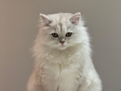 Persian – Narre Warren North