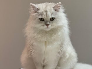 Persian – Narre Warren North