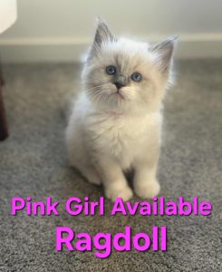 Ragdoll – Geelong