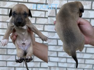 American Bulldog – Crestmead