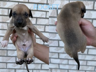 American Bulldog – Crestmead