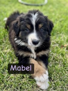 Australian Shepherd – Echuca