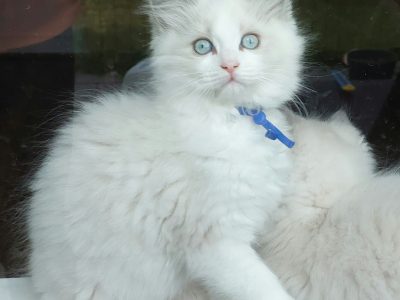 Ragdoll – Christie Downs