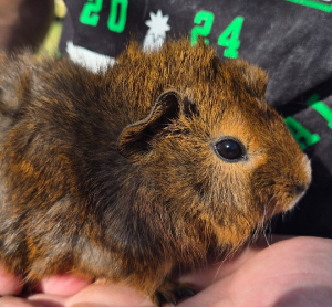 Guinea Pig – Paralowie