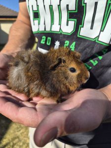 Guinea Pig – Paralowie