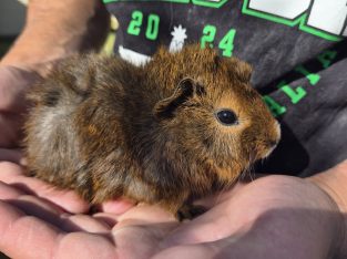 Guinea Pig – Paralowie