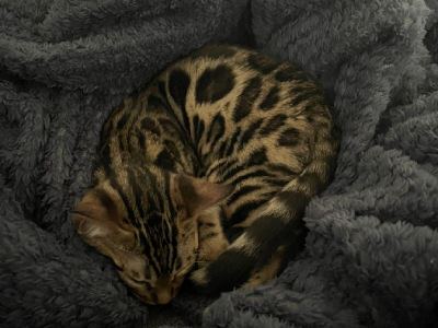 Bengal – Narwee