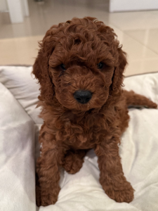 Dogs – Picnic Point