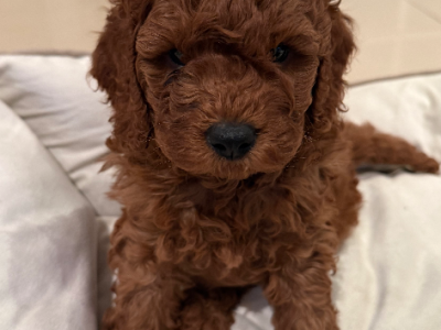 Dogs – Picnic Point