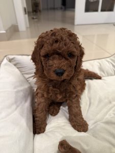 Dogs – Picnic Point