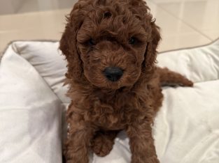 Dogs – Picnic Point