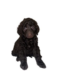 Labradoodle – Helensvale