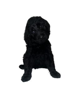 Labradoodle – Helensvale