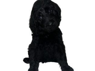 Labradoodle – Helensvale