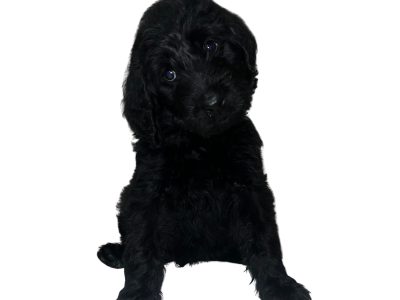 Labradoodle – Helensvale