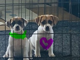 Jack Russell – Gatton