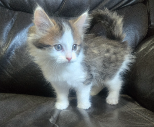 Domestic Short Hair (DSH) – Wedderburn