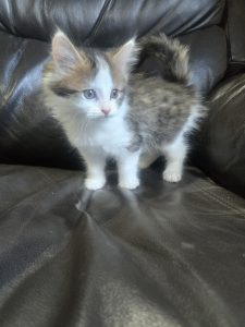 Domestic Short Hair (DSH) – Wedderburn